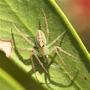 Araneus talipedatus at Casey, ACT - 5 Nov 2024