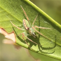 Araneus talipedatus at Casey, ACT - 5 Nov 2024 01:33 PM