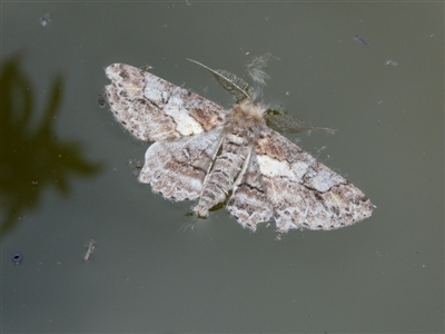 Cleora (genus) sp. 1 MoV (A Geometer moth (Ennominae) at Charleys Forest, NSW - 4 Nov 2024 by arjay