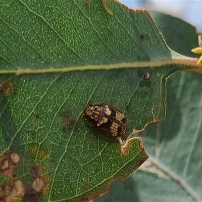 Paropsisterna sp. ("Ch11" of DeLittle 1979) (A leaf beetle) at Gunning, NSW - 5 Nov 2024 by clarehoneydove