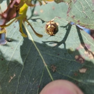 Paropsisterna sp. ("Ch11" of DeLittle 1979) at Gunning, NSW - 5 Nov 2024 04:05 PM