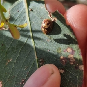 Paropsisterna sp. ("Ch11" of DeLittle 1979) at Gunning, NSW - 5 Nov 2024 04:05 PM