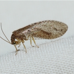 Unidentified Brown Lacewing (Hemerobiidae) at Higgins, ACT - 5 Sep 2024 by AlisonMilton