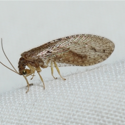 Unverified Brown Lacewing (Hemerobiidae) at Higgins, ACT - 6 Sep 2024 by AlisonMilton