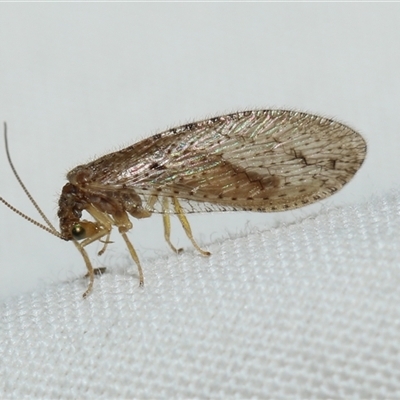 Unidentified Brown Lacewing (Hemerobiidae) at Higgins, ACT - 5 Sep 2024 by AlisonMilton