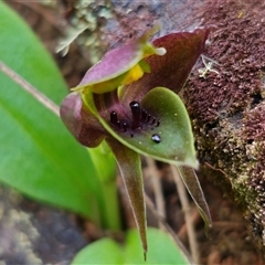 Chiloglottis valida (Large Bird Orchid) at Tinderry, NSW - 5 Nov 2024 by Csteele4