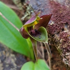 Chiloglottis valida at Tinderry, NSW - 5 Nov 2024