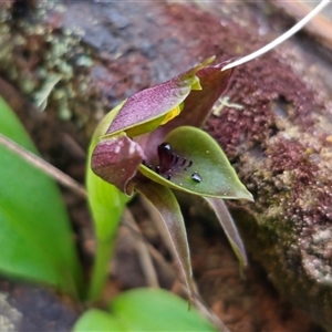 Chiloglottis valida at Tinderry, NSW - 5 Nov 2024