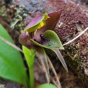 Chiloglottis valida at Tinderry, NSW - 5 Nov 2024