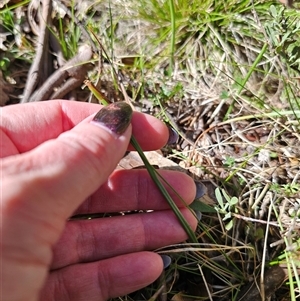 Microtis sp. at Tinderry, NSW - 5 Nov 2024