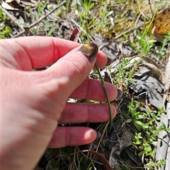 Microtis sp. at Tinderry, NSW - 5 Nov 2024