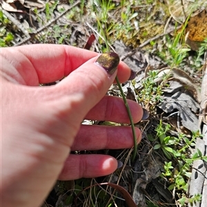 Microtis sp. at Tinderry, NSW - suppressed