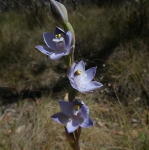 Thelymitra peniculata at Charleys Forest, NSW - 4 Nov 2024