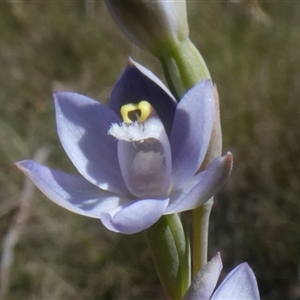 Thelymitra peniculata at Charleys Forest, NSW - 4 Nov 2024