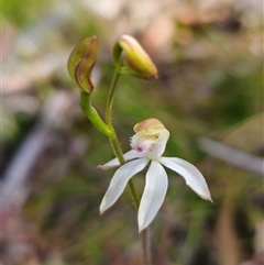 Caladenia moschata (Musky Caps) at Tinderry, NSW - 5 Nov 2024 by Csteele4