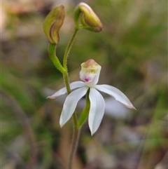 Caladenia moschata at Tinderry, NSW - 5 Nov 2024