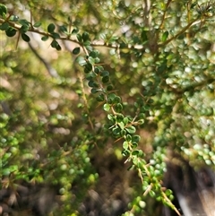 Bursaria spinosa subsp. lasiophylla (Australian Blackthorn) at Tinderry, NSW - 5 Nov 2024 by Csteele4