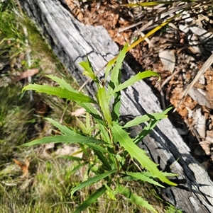 Lomatia myricoides at Tinderry, NSW - 5 Nov 2024 04:05 PM