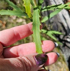 Lomatia myricoides at Tinderry, NSW - 5 Nov 2024