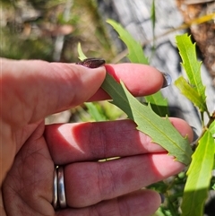 Lomatia myricoides at Tinderry, NSW - 5 Nov 2024 04:05 PM