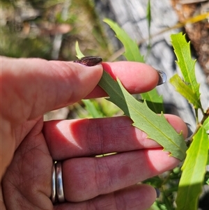 Lomatia myricoides at Tinderry, NSW - 5 Nov 2024