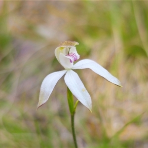 Caladenia moschata at Tinderry, NSW - 5 Nov 2024