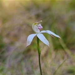 Caladenia moschata at Tinderry, NSW - 5 Nov 2024