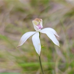 Caladenia moschata at Tinderry, NSW - 5 Nov 2024