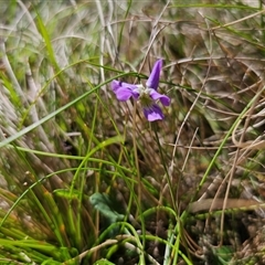 Viola betonicifolia subsp. betonicifolia (Arrow-Leaved Violet) at Tinderry, NSW - 5 Nov 2024 by Csteele4