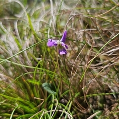 Viola betonicifolia subsp. betonicifolia at Tinderry, NSW - 5 Nov 2024 03:59 PM