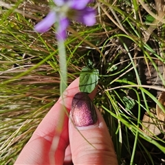 Viola betonicifolia subsp. betonicifolia at Tinderry, NSW - 5 Nov 2024 03:59 PM