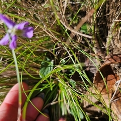 Viola betonicifolia subsp. betonicifolia at Tinderry, NSW - 5 Nov 2024