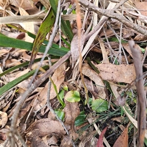 Pterostylis sp. at Rossi, NSW - suppressed