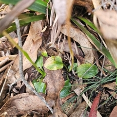 Pterostylis sp. at Rossi, NSW - suppressed