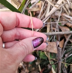 Pterostylis sp. at Rossi, NSW - 4 Nov 2024