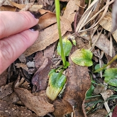 Pterostylis sp. at Rossi, NSW - suppressed