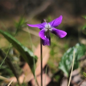 Viola betonicifolia subsp. betonicifolia at Rossi, NSW - 4 Nov 2024