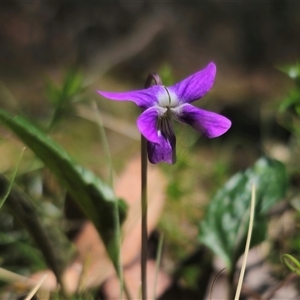 Viola betonicifolia subsp. betonicifolia at Rossi, NSW - 4 Nov 2024