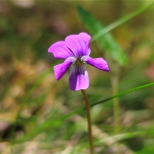 Viola betonicifolia subsp. betonicifolia at Rossi, NSW - 4 Nov 2024