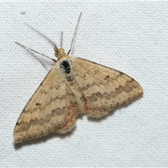 Scopula rubraria (Reddish Wave, Plantain Moth) at Higgins, ACT - 6 Sep 2024 by AlisonMilton