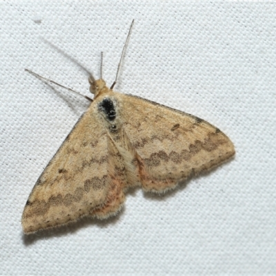 Scopula rubraria (Reddish Wave, Plantain Moth) at Higgins, ACT - 6 Sep 2024 by AlisonMilton