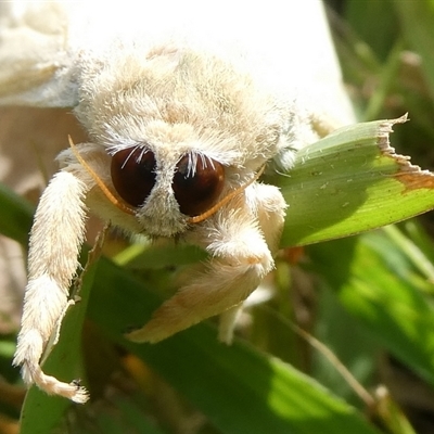 Lymantriinae (subfamily) (Unidentified tussock moths) at Charleys Forest, NSW - 2 Nov 2024 by arjay