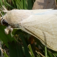 Lymantriinae (subfamily) at Charleys Forest, NSW - 2 Nov 2024