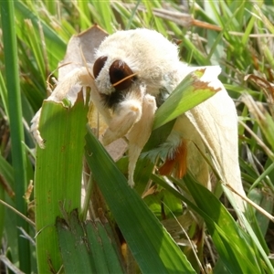 Lymantriinae (subfamily) at Charleys Forest, NSW - 2 Nov 2024