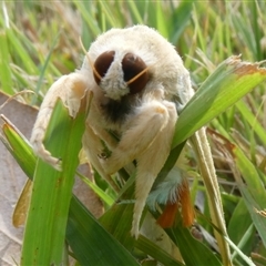 Lymantriinae (subfamily) at Charleys Forest, NSW - suppressed