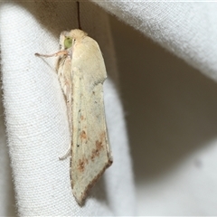 Helicoverpa (genus) at Higgins, ACT - 6 Sep 2024 by AlisonMilton