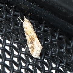 Hellula hydralis (Cabbage Centre Moth) at Higgins, ACT - 5 Sep 2024 by AlisonMilton