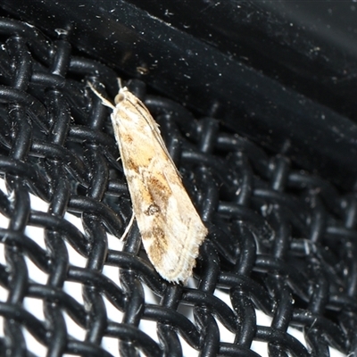 Hellula hydralis (Cabbage Centre Moth) at Higgins, ACT - 6 Sep 2024 by AlisonMilton