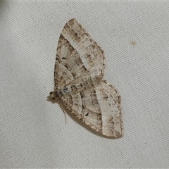 Chrysolarentia subrectaria (A Geometer moth) at Higgins, ACT - 6 Sep 2024 by AlisonMilton