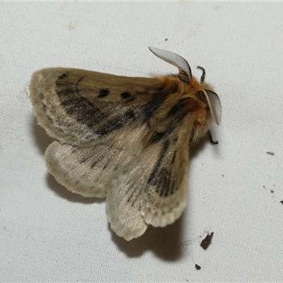 Anthela ocellata (Eyespot Anthelid moth) at Higgins, ACT - 5 Sep 2024 by AlisonMilton